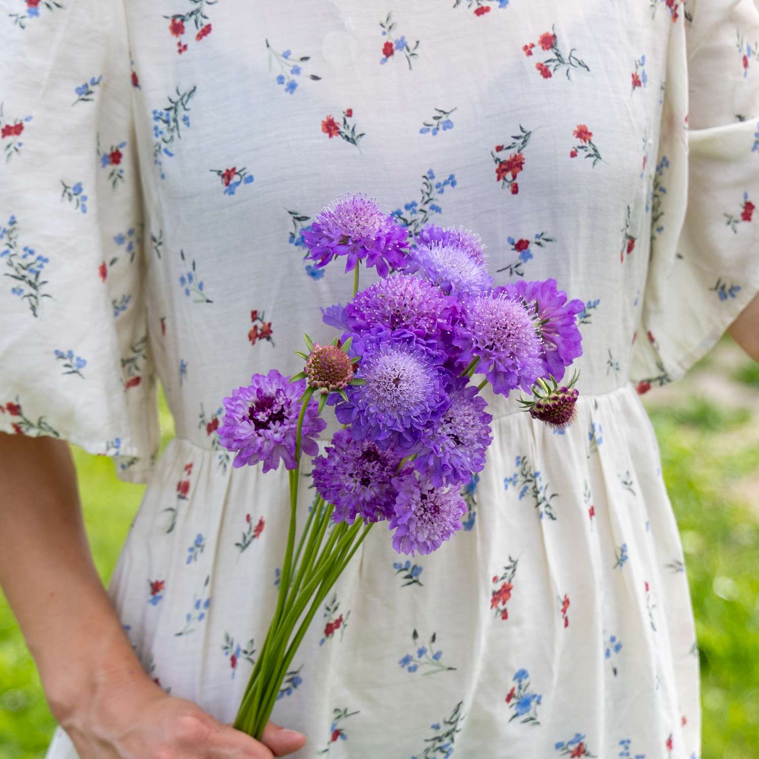 Scabieuse 'Oxford Blue Normal' (graines)